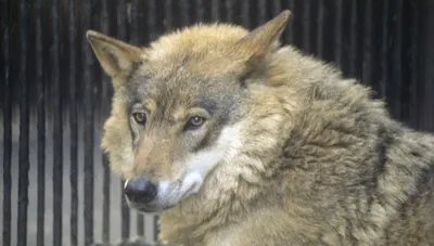Во Владикавказе поймали волка во время отлова бездомных собак - 12.11.2022,  Sputnik Южная Осетия