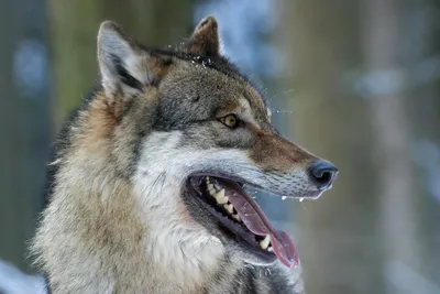 Волк и собака: в чем заключаются принципиальные отличия двух похожих  животных