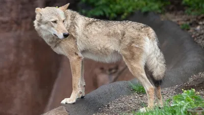 Собак съели, примутся за детей\": В Смоленской области люди кричат о  нашествии волков