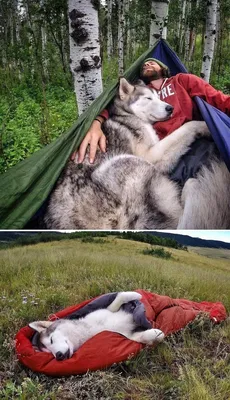 Волки привязываются к людям не хуже собак | Природа | ERR