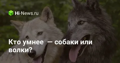 Не укусит за бочок\". Как жить с гибридом волка и собаки - 13.08.2022,  Sputnik Кыргызстан
