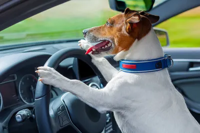 Видео, на котором собака едет за рулем Tesla, привело к полицейской  проверке - TOPNews.RU