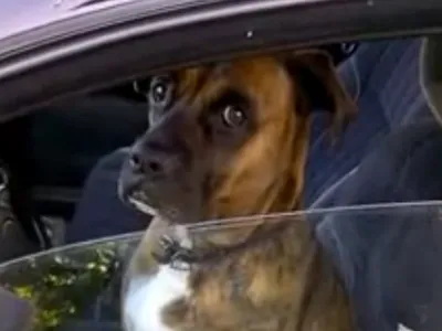 Собака за рулем авто» — создано в Шедевруме