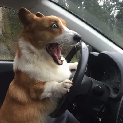Видео: Tesla с собакой за рулем засняли на дороге — Motor