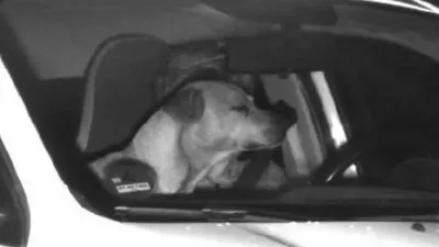 Собака за рулем грузовика работает …» — создано в Шедевруме