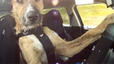 Новозеландские собаки сдали экзамены по вождению — Motor
