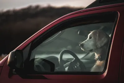 Собака за рулем. В Словакии оштрафовали владельца машины, посадившего в  водительское кресло своего питомца - Delfi RUS