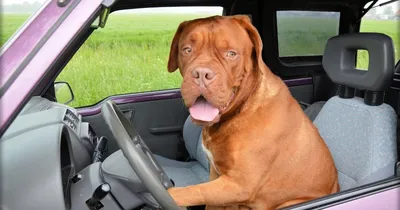 В Словакии камера зафиксировала собаку за рулем автомобиля - Pets