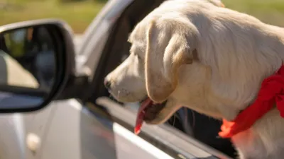 Пьяный водитель посадил собаку за руль, чтобы избежать наказания: полиция  не поверила