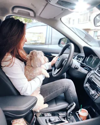 Собака за рулем, водитель в неадеквате — Видео | ВКонтакте