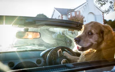 Собаки заставляют водить автомобиль аккуратнее — Motor