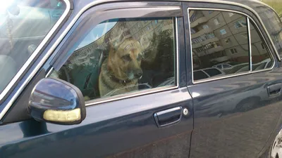Собака за рулем 👀😂👍 #приколы #животные #собаки #чихуахуа - YouTube