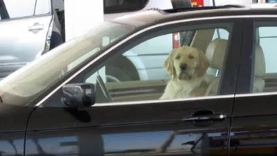 А это вообще законно , что собака за рулем? ✓Присылайте интересные  фотографии и новости города нам в лс, и мы их опубликуем с отметкой… |  Instagram