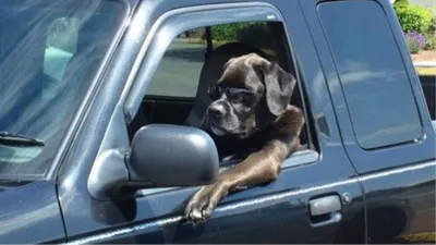 Портрет смешной собаки за рулем автомобиля Стоковое Фото - изображение  насчитывающей юмористическо, камера: 151057370