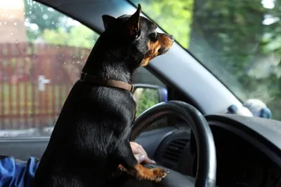 Жители Саратова умилились собаке за рулем ВАЗа | ОБЩЕСТВО | АиФ Саратов