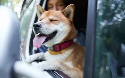 Собака за рулем автомобиля набирает просмотры в соцсетях - TOPNews.RU