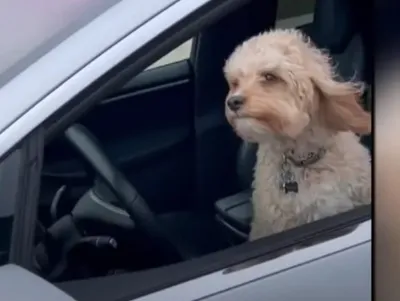 А за рулем – питбуль: в США полицейские гонялись за мужчиной, который \"учил  свою собаку водить авто\"