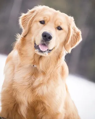 Картинки по запросу щенок золотистый ретривер | Cute dogs, Pets, Dogs  golden retriever