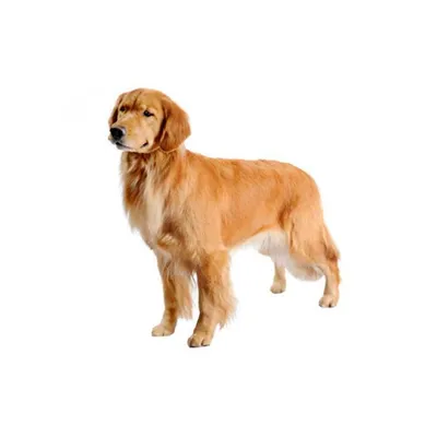 Характеристика и описание породы ретривера золотистого - Собаки - Вопросы  ответы
