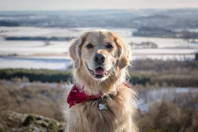 Скачать обои щенок, золотистый ретривер, голден ретривер малыш, puppy,  golden retriever разрешение 1600x900 #112288