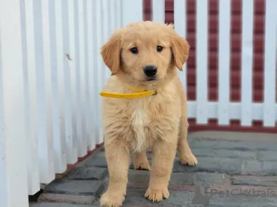 Как завели щенка Золотистого Ретривера в 4 месяца | Golden Retriever 4  months old - YouTube