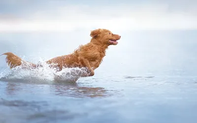 Собака золотой ретривер - 79 фото