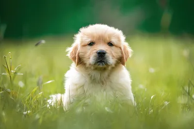 Лабрадор ретривер щенок золотистого ретривера Бассет-хаунд Сидящее  животное, золотистый ретривер, животные, carnivoran, домашнее животное png  | PNGWing