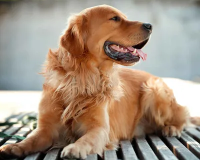Собака породы золотистый ретривер - YouTube