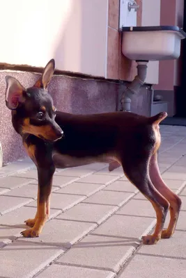 Купирование хвоста у собак - цена ампутации хвоста у щенка в Москве