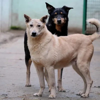 Китайская хохлатая собака: все о породе, фото, описание