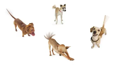 Гипоаллергенные породы собак