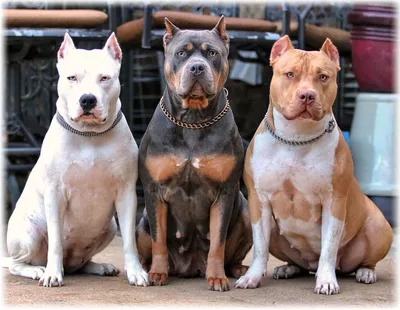 Самые сильные бойцовые породы собак в мире | Собачья жизнь | Дзен