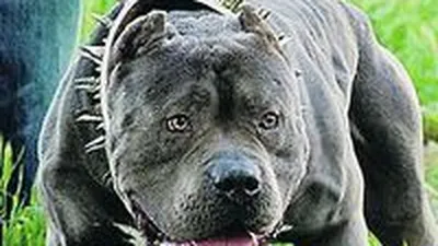 Бойцовские породы собак с фото и названием: список, видео, отзывы