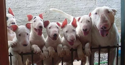 Парламент запретил держать в многоквартирных домах собак бойцовых пород -  Delfi RU