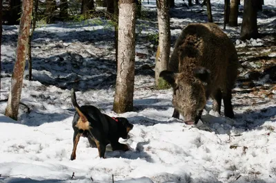 Собаки для охоты на пернатых – лучшие породы - Today.ua