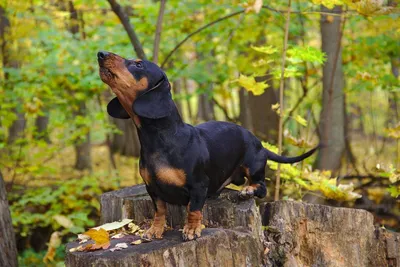 Охота с собаками: правила и особенности - Драгічынскі веснік