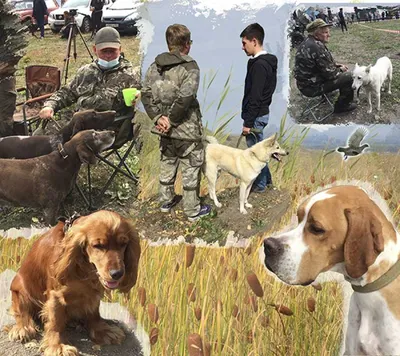 Бигль: идеальные собаки для охоты и для семейного проживания - Hunting  Passion