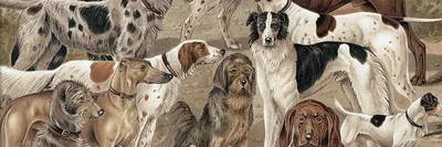 Особенности содержания собак охотничьих пород | Статьи