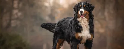 Собаки для охраны дома и семьи | Блог Ohholding