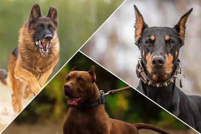 Охранные породы собак: 🐕 лучшие собаки для охраны дома