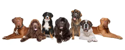 Cобаки для охраны - лучшие охранные собаки для двора и частного дома -  «Орлан»