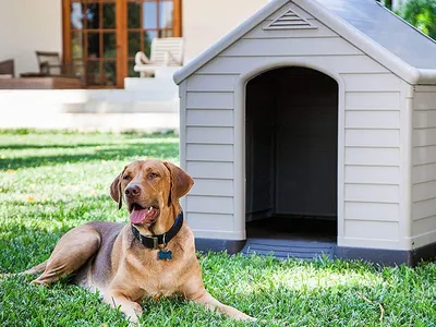 Лучшие породы собак для частного дома и охраны | Блог зоомагазина GoodZoo