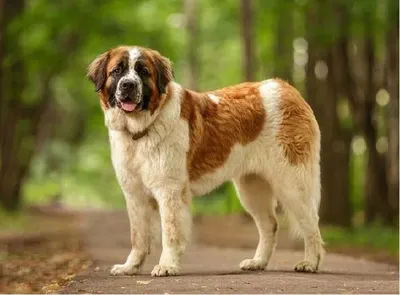 Собака для охраны дома – лучшие породы, фото | РБК Украина