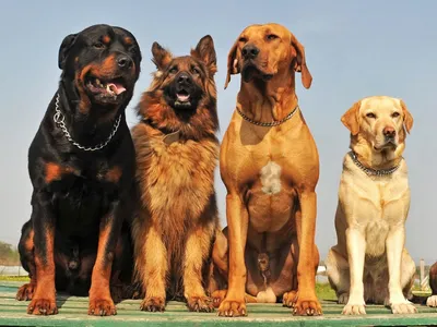 7 лучших пород собак для охраны частного дома — верные и надежные | Павел  Майоров | Дзен