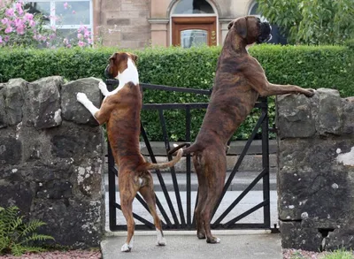 Лучшие породы собак для частного дома и охраны | Блог зоомагазина GoodZoo