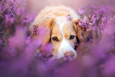 крошечная собака в высокой траве выглядывает, обои собаки картинки, собака,  Hd фон картинки и Фото для бесплатной загрузки