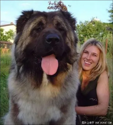 Тибетский мастиф, немецкий дог и другие большие собаки, внешний вид которых  впечатляет
