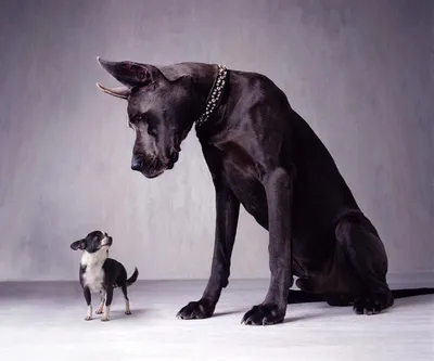 Большая собака в мире - 72 фото