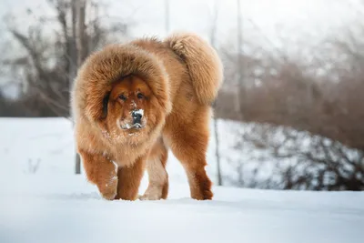 Большие породы собак и самый тяжелый пес в мире - Solyankanews.ru