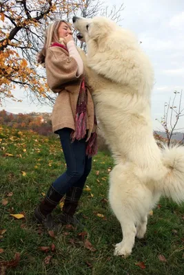 Собаки гиганты - крупные породы собак 2024 | ВКонтакте